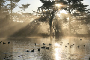 Golden Gate Park pond with birds floating in the water and sunlight coming through the trees